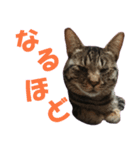 キジトラ猫スタンプ01（個別スタンプ：11）