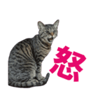 キジトラ猫スタンプ01（個別スタンプ：12）