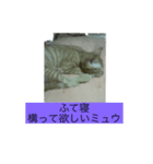 我が家にいた猫の親子（個別スタンプ：6）