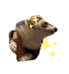 フェルリーナ ローマ字で日本語編（個別スタンプ：25）