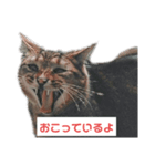 俺のねこだけど文句ある？（個別スタンプ：4）