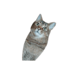 俺のねこだけど文句ある？（個別スタンプ：5）