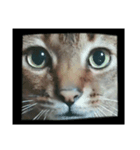 俺のねこだけど文句ある？（個別スタンプ：8）