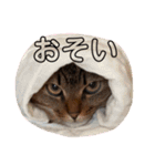 いぬたちとねこ（個別スタンプ：10）
