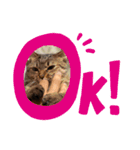 いぬたちとねこ（個別スタンプ：13）
