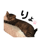 いぬたちとねこ（個別スタンプ：14）