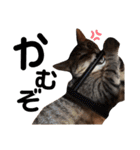 いぬたちとねこ（個別スタンプ：16）