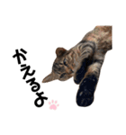 いぬたちとねこ（個別スタンプ：19）