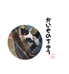 いぬたちとねこ（個別スタンプ：24）