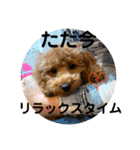トイプードルのよく使う言葉スタンプ（個別スタンプ：14）