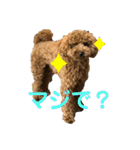 トイプードルのよく使う言葉スタンプ（個別スタンプ：27）