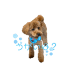 トイプードルのよく使う言葉スタンプ（個別スタンプ：35）