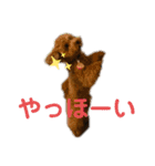 トイプードルのよく使う言葉スタンプ（個別スタンプ：37）