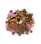 トイプードルのよく使う言葉スタンプ（個別スタンプ：39）
