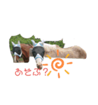アイ＆パール面白くて、素敵な馬（個別スタンプ：3）