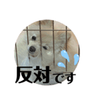Yamamoto imoko 2（個別スタンプ：7）