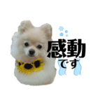 Yamamoto imoko 2（個別スタンプ：12）