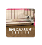 Yamamoto imoko 2（個別スタンプ：26）