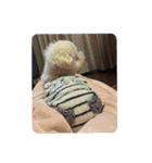 ぽんのの5（個別スタンプ：1）