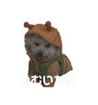 ぽんのの5（個別スタンプ：2）