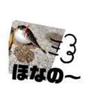 BSFC（個別スタンプ：4）