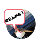 BSFC（個別スタンプ：7）