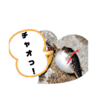 BSFC（個別スタンプ：9）