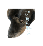 ぼしゃん（個別スタンプ：4）