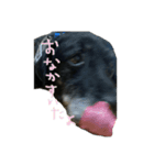 ぼしゃん（個別スタンプ：5）