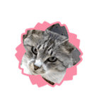 わんぱく猫ちゃんカリーノ（個別スタンプ：5）