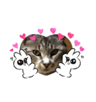 わんぱく猫ちゃんカリーノ（個別スタンプ：6）
