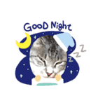 わんぱく猫ちゃんカリーノ（個別スタンプ：11）