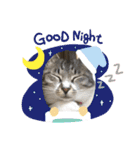 わんぱく猫ちゃんカリーノ（個別スタンプ：12）