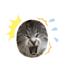 わんぱく猫ちゃんカリーノ（個別スタンプ：13）