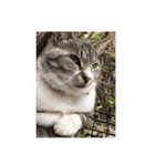 わんぱく猫ちゃんカリーノ（個別スタンプ：18）