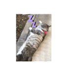 わんぱく猫ちゃんカリーノ（個別スタンプ：21）