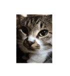 わんぱく猫ちゃんカリーノ（個別スタンプ：24）
