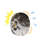 わんぱく猫ちゃんカリーノ（個別スタンプ：27）
