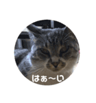 わんぱく猫ちゃんカリーノ（個別スタンプ：28）