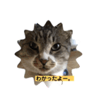 わんぱく猫ちゃんカリーノ（個別スタンプ：29）