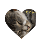 わんぱく猫ちゃんカリーノ（個別スタンプ：30）