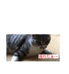 わんぱく猫ちゃんカリーノ（個別スタンプ：31）