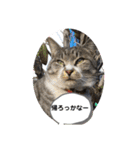 わんぱく猫ちゃんカリーノ（個別スタンプ：33）