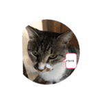 わんぱく猫ちゃんカリーノ（個別スタンプ：34）