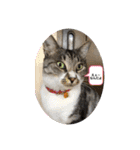 わんぱく猫ちゃんカリーノ（個別スタンプ：35）
