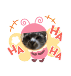 わんぱく猫ちゃんカリーノ（個別スタンプ：38）