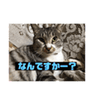 わんぱく猫ちゃんカリーノ（個別スタンプ：39）