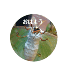 オナガミズアオ（個別スタンプ：1）