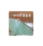 オナガミズアオ（個別スタンプ：6）
