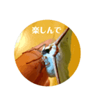 オナガミズアオ（個別スタンプ：7）